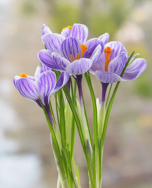 Vista Cercana Del Cocodrilo Púrpura Flores Primavera Sobre Fondo Borroso —  Fotos de Stock