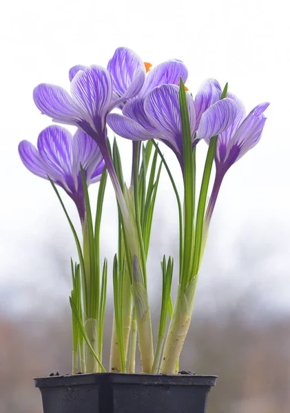 Vista Cercana Del Cocodrilo Púrpura Flores Primavera Sobre Fondo Borroso —  Fotos de Stock