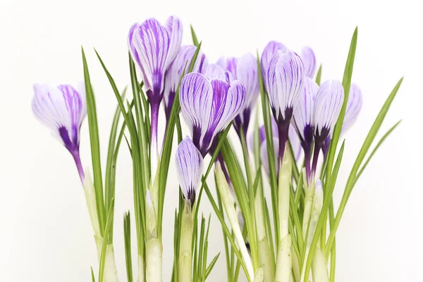 Ramo Cocodrilo Púrpura Flores Primavera Aisladas Sobre Fondo Blanco —  Fotos de Stock