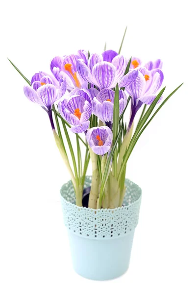 Close View Purple Crocus Pretty Small Vase Spring Flowers — Stock Photo, Image