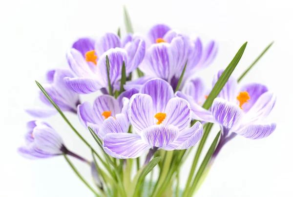 Аромат Фиолетового Крокуса Весенние Цветы Белом Фоне — стоковое фото
