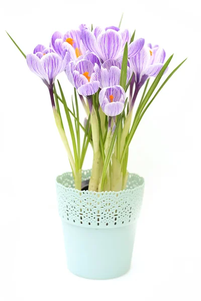在相当小的花瓶里可以看到紫色的番红花 春天的花朵 — 图库照片