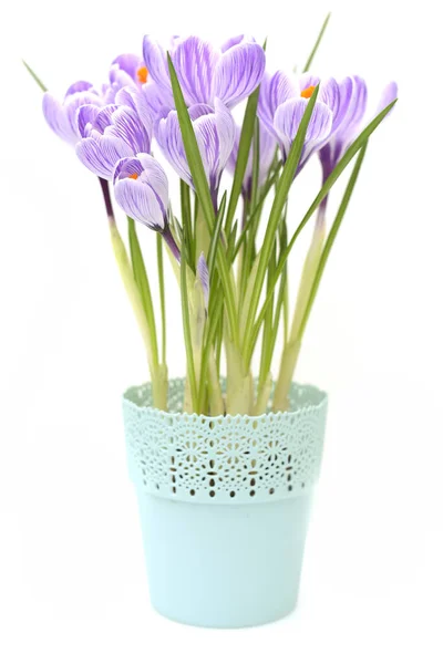 在相当小的花瓶里可以看到紫色的番红花 春天的花朵 — 图库照片