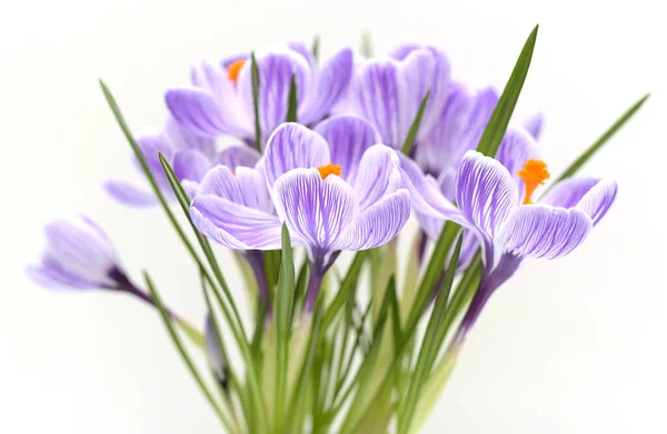 Ramo Cocodrilo Púrpura Flores Primavera Aisladas Sobre Fondo Blanco —  Fotos de Stock