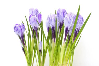 Çiğdem bahar çiçekleri beyaz izole