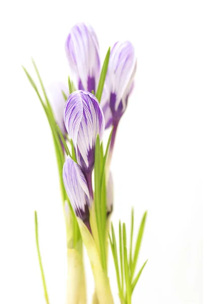 白で隔離されるクロッカス春の花 — ストック写真