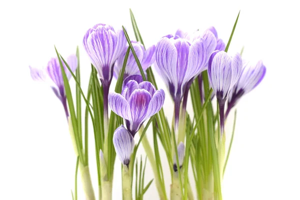 Hermosos Cocodrilos Violeta Primavera —  Fotos de Stock