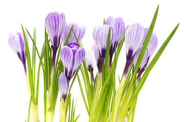 Красиві Фіолетові Крокуси Навесні — стокове фото