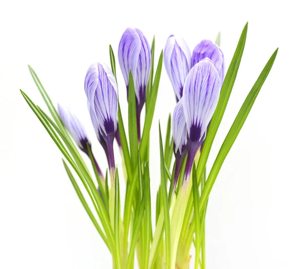 Красивые Фиолетовые Крокусы Весной — стоковое фото