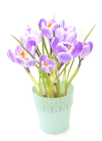 Crocus Kevät Kukat Eristetty Valkoinen — kuvapankkivalokuva