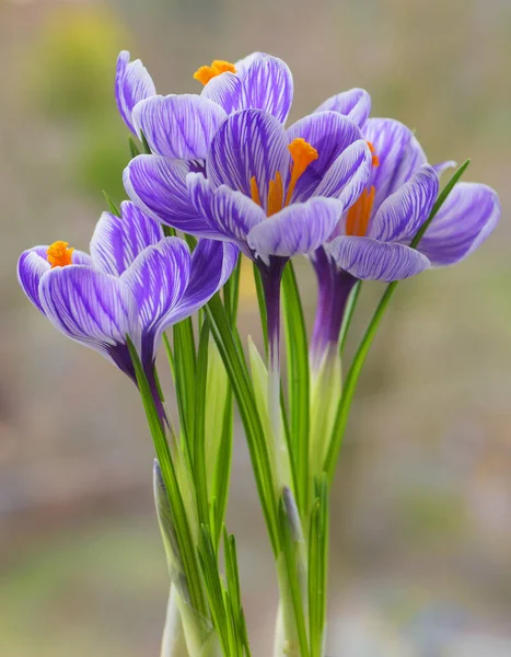 Krokus Våren Blommor Naturen Bakgrund — Stockfoto