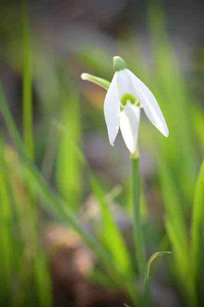 Snödroppe Blommor Den Ljusa Solen — Stockfoto