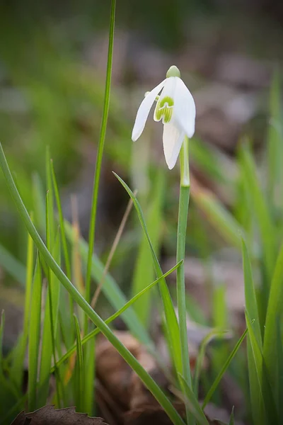 Snödroppe Blommor Den Ljusa Solen — Stockfoto