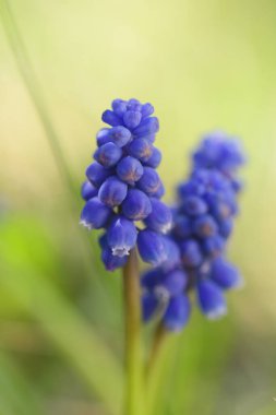 Bahar çiçekleri (Muscari) arka plan