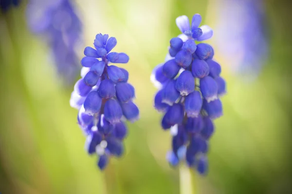 Muscari Flores Bulbosas Primavera Fecham — Fotografia de Stock