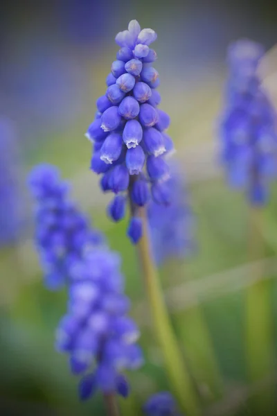 Muscari Flores Bulbosas Primavera Fecham — Fotografia de Stock