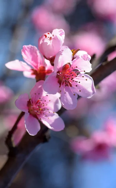 Vedere Decupată Florilor Cireșe Înflorite Primăvară — Fotografie, imagine de stoc