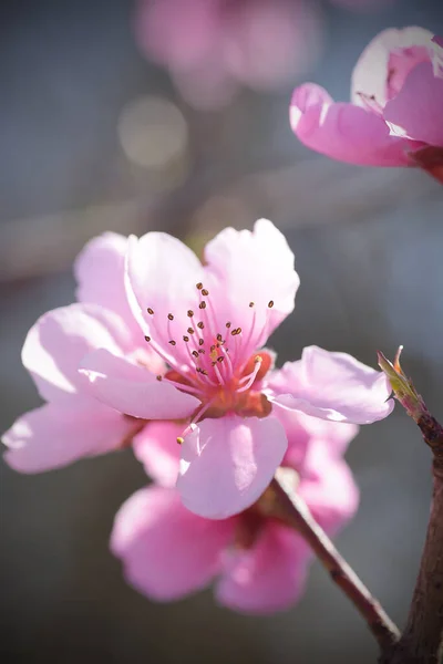 Vedere Decupată Florilor Cireșe Înflorite Primăvară — Fotografie, imagine de stoc