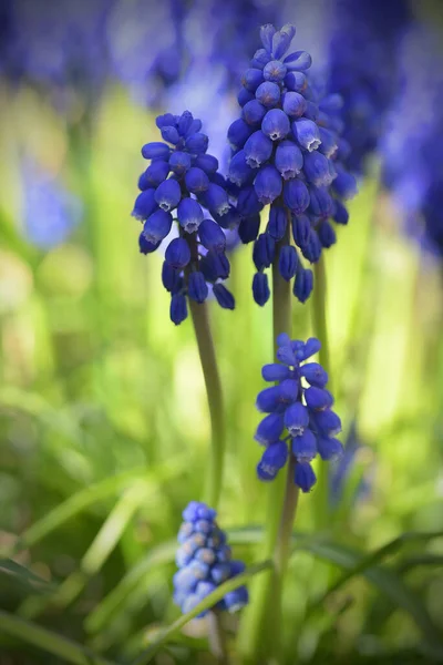 Muscari Flores Bulbosas Primavera Fecham — Fotografia de Stock