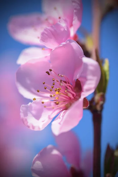 Vedere Decupată Florilor Cireșe Înflorite Primăvară — Fotografie, imagine de stoc