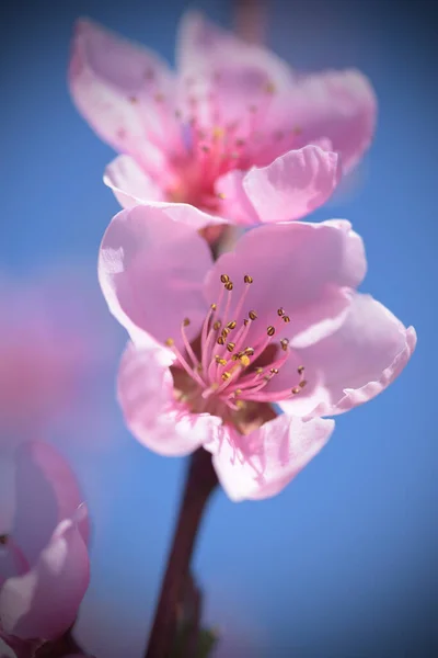 Vedere Decupată Florilor Cireșe Înflorite Primăvară — Fotografie, imagine de stoc