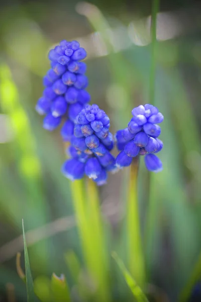 Muscari Grape Hyacinth Flowers Closeup View — Fotografie, imagine de stoc