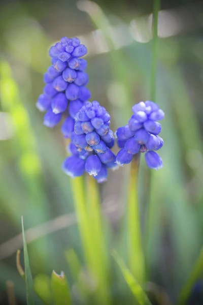 Muscari Grape Hyacinth Flowers Closeup View — Fotografie, imagine de stoc