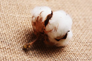 Çuval bezi arkaplanındaki yumuşak pamuk bitkisinin yakın görüntüsü