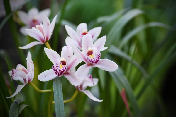 Fiori Orchidea Rosa Selvatica Tra Foglie Verdi — Foto Stock