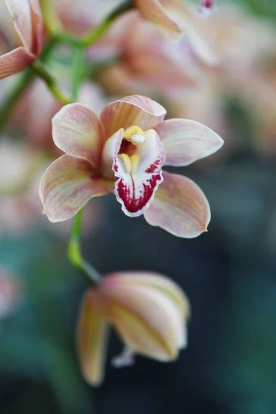 Flores Orquídea Bege Vaso Com Fundo Desfocado — Fotografia de Stock