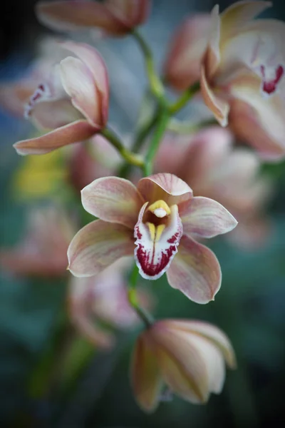 Flores Orquídea Beige Maceta Con Fondo Borroso — Foto de Stock