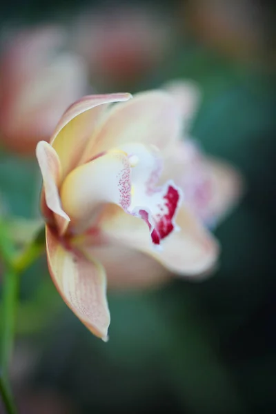 Orquídea Bege Cultivada Fundo Borrado Verde — Fotografia de Stock