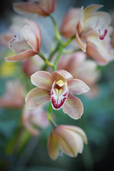 Flores Orquídea Bege Vaso Com Fundo Desfocado — Fotografia de Stock