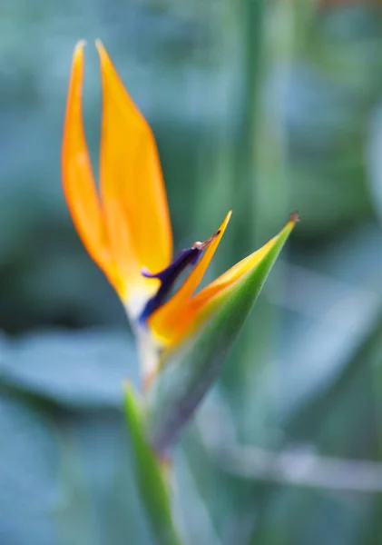 Narancs Virág Strelitzia Évelő Növény Elmosódott Zöld Háttér — Stock Fotó