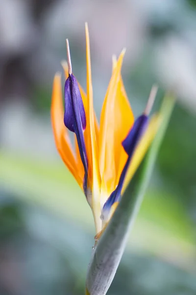 Oranje Bloem Strelitzia Meerjarige Plant Wazig Groene Achtergrond — Stockfoto