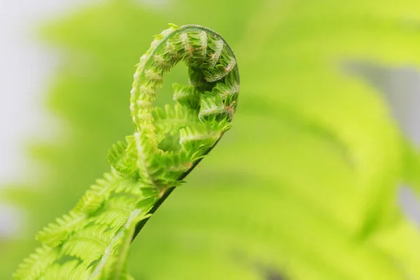 Fern Sale Primavera Soleado Durante Día —  Fotos de Stock