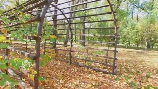 Túnel entre plantas en jardín público Ostankino — Vídeo de stock
