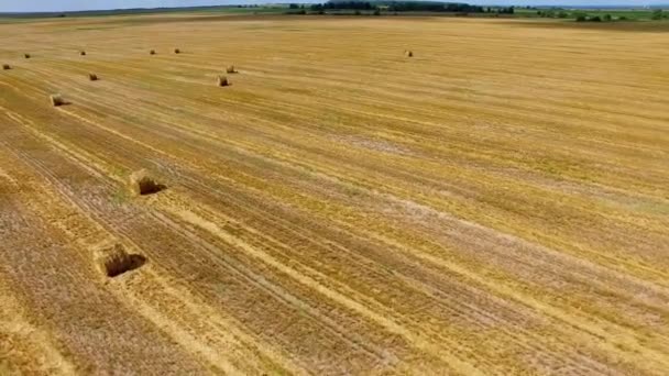 Superficie agrícola con rollos de heno — Vídeos de Stock