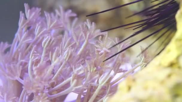 Polypes violets et oursin dans l'aquarium — Video