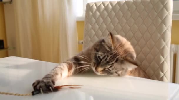 Gato senta-se à mesa e brinca com corda — Vídeo de Stock