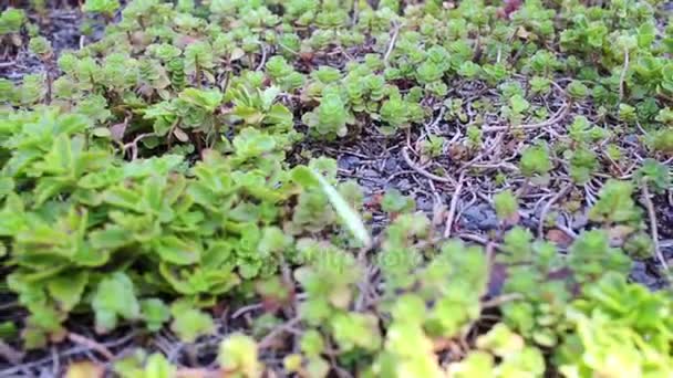 Mantis religiosa se arrastra en la hierba en la terraza — Vídeo de stock