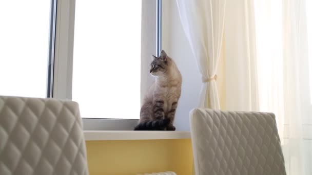 Gato se sienta en el alféizar de la ventana en el apartamento — Vídeos de Stock