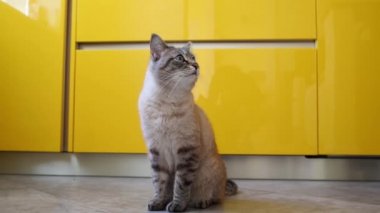 kedi mutfakta oturur ve gider