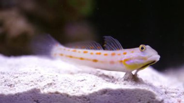 akvaryum kum alt kısmında besleme sandperch