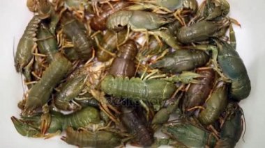 canlı crayfishes çanak üzerinde yalan yığını 