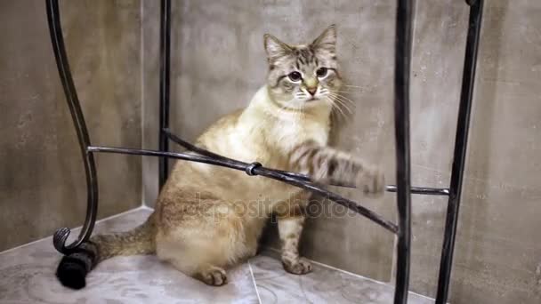 Gatto grigio gioca con la corda in appartamento — Video Stock