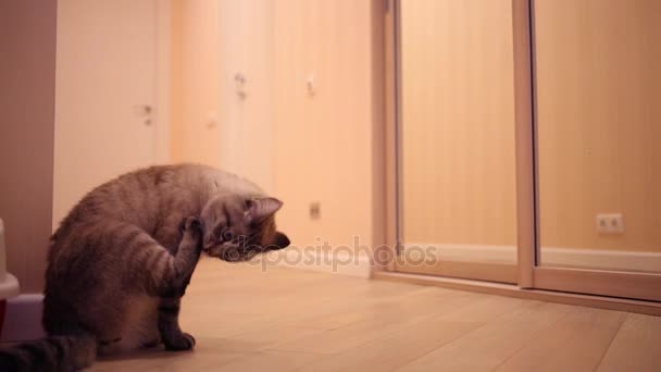 Gato senta-se perto de espelho grande e limpa — Vídeo de Stock