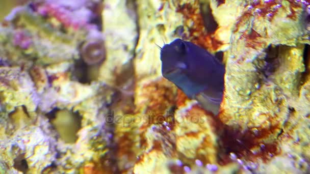 Fische verstecken sich in Korallenloch im Aquarium — Stockvideo