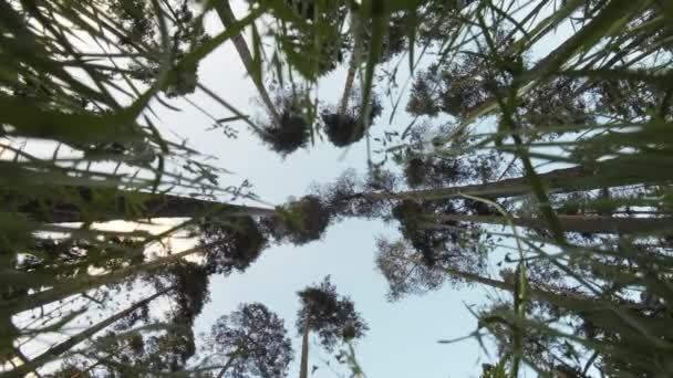 Çam ağaçları ve ipuçları bıçaklarının üst kısımları — Stok video