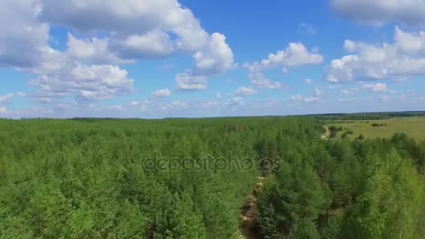 Chmury nad lasem w letni dzień — Wideo stockowe